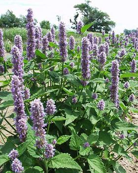 Upright "Bottle brush"  blue spikes. Minty aromatic foliage.