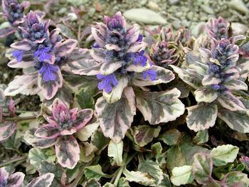 Tricolor foliage. White, cream and green with red tints.