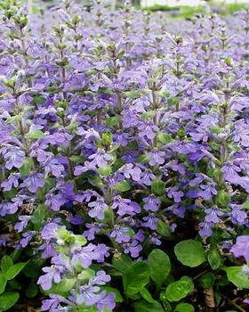 Lush mat-like green foliage and blue flowers.