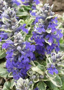 Creamy white and green variegation; blue flowers,