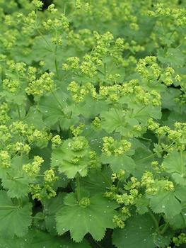 Chartreuse flowers over ground hugging foliage. Likes moist.