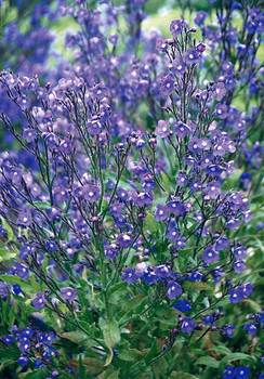 Easy to grow, long blooming blue flowers deer resistant