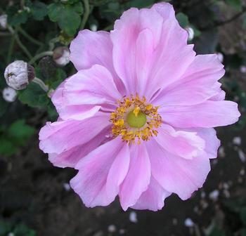 Taller, choice pink on tall stems.