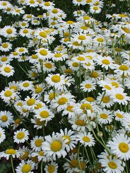 CHAMOMILE. White flowers  with yellow centers.