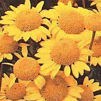 Orange daisies, good cut flowers