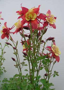 COLUMBINE. Dwarf robust plants in all the colors