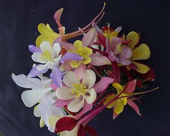 Mixed colors. The standard by which all are judged.