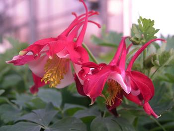Award winning red and white bicolor.