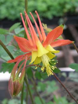 GRANNY'S NIGHTCAP. Long blooming red/golden yellow.
