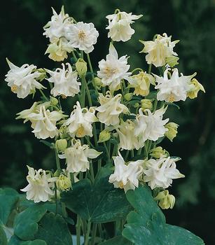 Pleasing double white.