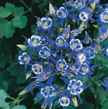 Upward facing double blue/white with blue spurs.