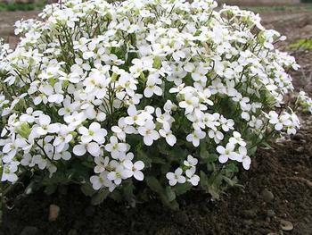 Fragrant white. Useful groundcover for sun or medium shade