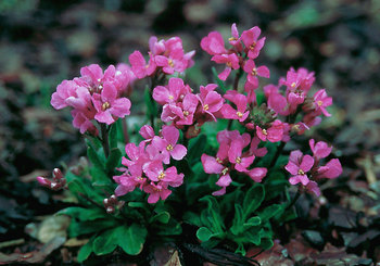 Warm rose flowers over silver green foliage.