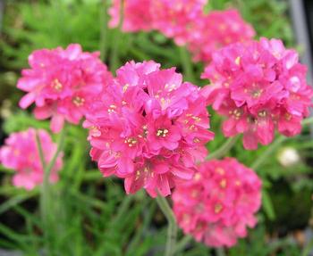 Deep ruby pink over neat evergreen tufts
