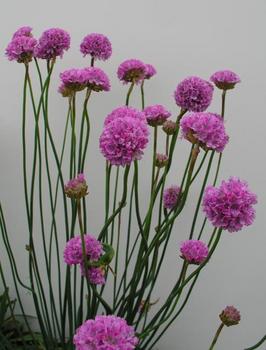 Rosy lilac spheres. Taller
