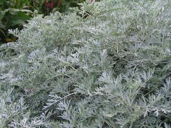 Dense mounds of lacy foliage.