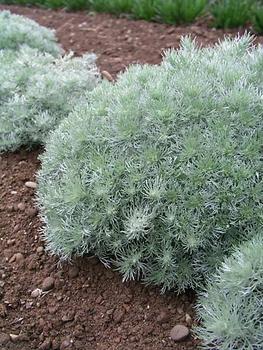 The well known silver edger and accent plant