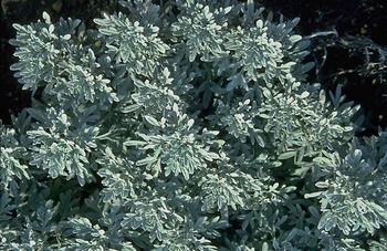 New. Low grey felty foliage