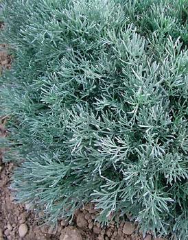 White filigree foliage. Improved Silver Mound