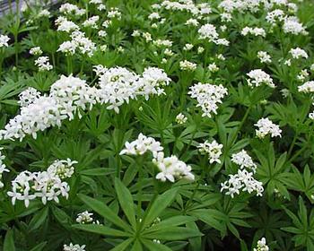 Asperula Odorata | RosadeMosqueta.es
