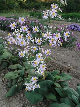A native Aster. Striking violet flowers in fall.