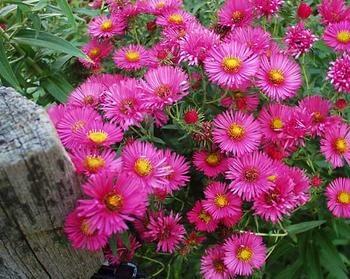 Warm red-pink. Stately plants with masses of flowers