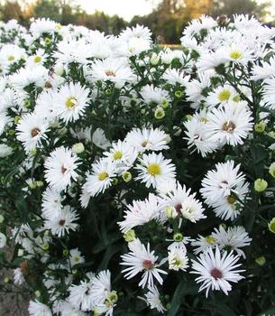 Remarkable double white.Taller