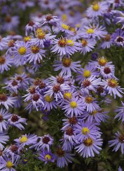 Bright blue mounds. A favorite