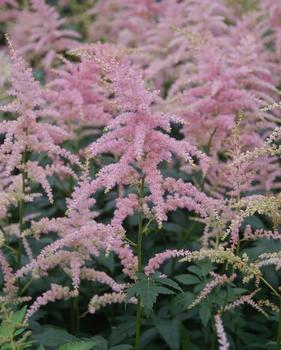 Rich pink. In large pots.