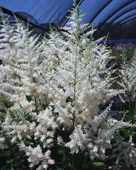 Pure, glistening white