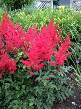 Unled Doent Moist Well Drained Soil Picture