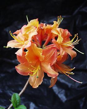 SHRUB. 4-5' Orange red lightly scented flowers.  4" pot
