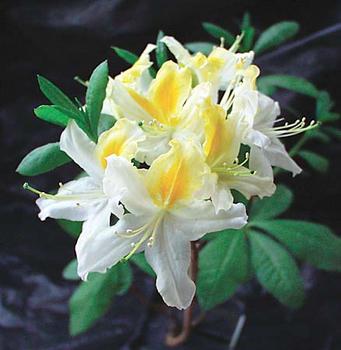 SHRUB. 4-5' White with yellow splashes.  4" pot