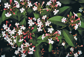 SHRUB. Wonderfully spring fragrant with orange-red fall leaves.