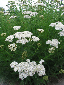 Sparkling white Milfoil. A white accent all summer.