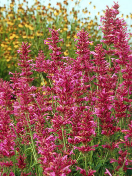 Sturdy lavender pink spikes.