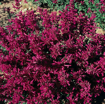 Blanketed with deep pink/purple flowers from summer into fall.