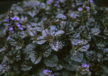 Deep dark textured foliage. Groundcover