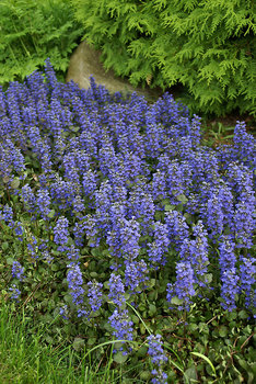 Blue flowers over mahogany-bronze leaves. Spreads rapidly