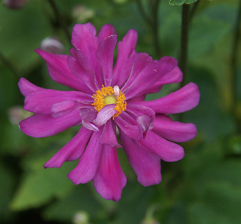 Deep rose-pink double. Medium height plants