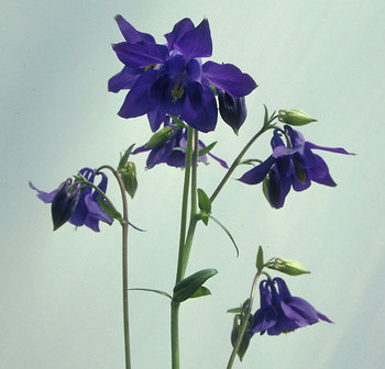 Huge midnight blue flowers