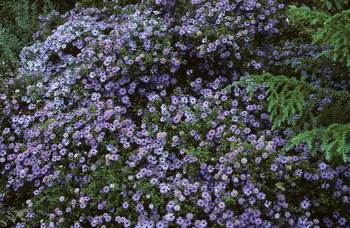 Purple flowers with yellow centers.