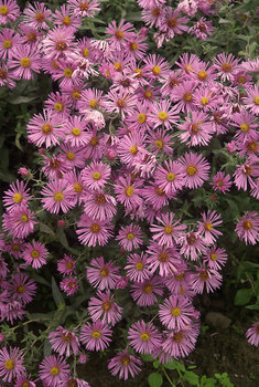 Shorter. Pink quilled flowers. Long flowering