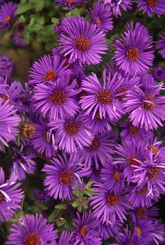 Compact and free flowering. A stunning deep purple