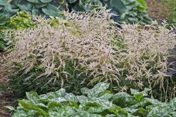 Dwarf bronze-leaved, pink