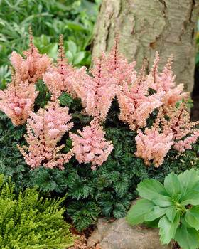 Ultra dwarf with crinkled foliage. White.
