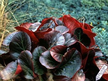 Rosy-red flowers early. Glossy green leaves turn maroon