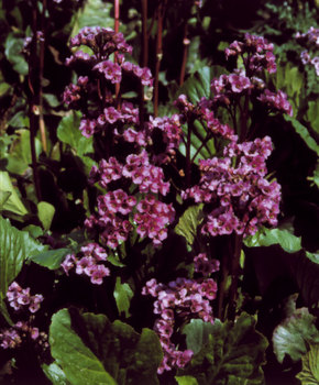 Carmine red blooms with evergreen leaves