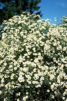 White flowers. Masses of star-like flowers late into the season