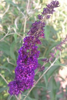 SHRUB. Butterfly Bush 8' Deep violet 4" pot